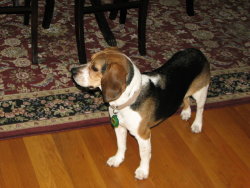 Maggie2