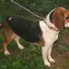 Maggie_lg