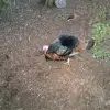 WildTurkey-0001