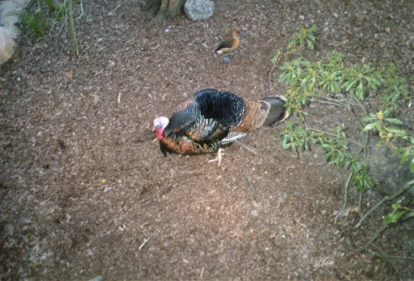 WildTurkey-0001
