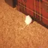 img031