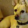 dig