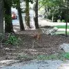 dig