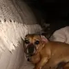 dav