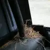 dig