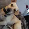 dav
