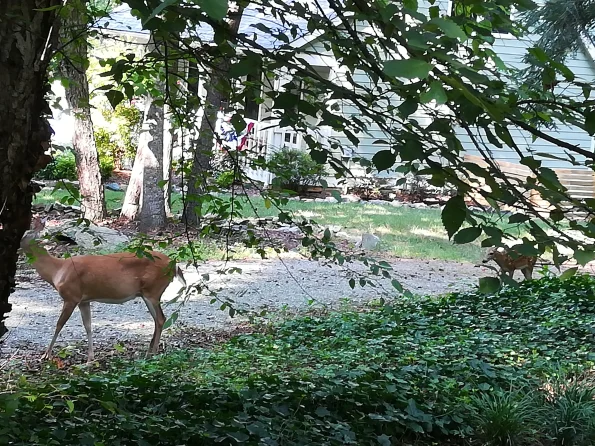 dig