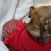 dig