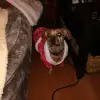 dav
