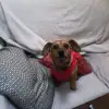 dav