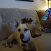 dav