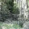 dig