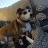 sdr