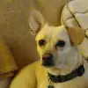 dig