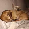 dav