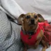 dig
