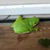 dig