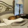 dig