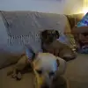 dav