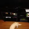 dav