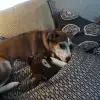 dav