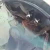 dav