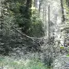 dig