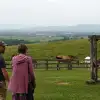 dig