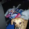 dav