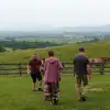 dig