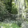 dig