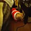 mde