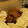 dig