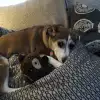 dav