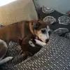 dav