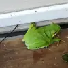 dig