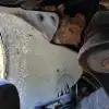 sdr