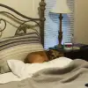 dig