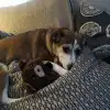 dav
