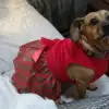 dig