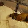 dav