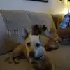 dav