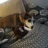 dav