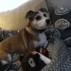 dav
