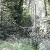 dig