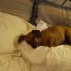 dav