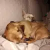 dav