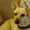 dig