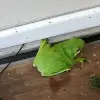 dig
