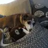 dav